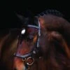 Rambo Micklem Multi Bridle - Brown 1 Rambo Micklem Multi Bridle - Brown -Equestrian Elegance micklem multi brnx